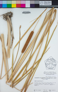 Typha domingensis image