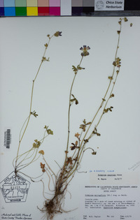 Sidalcea calycosa image