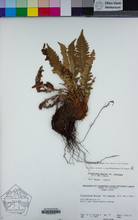 Polystichum imbricans image