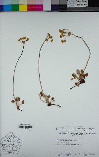 Eriogonum marifolium image