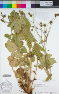 Geum macrophyllum image