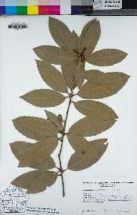 Notholithocarpus densiflorus image