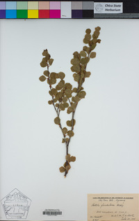 Betula glandulosa image