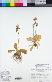 Primula clevelandii image