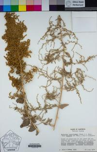 Atriplex lentiformis image