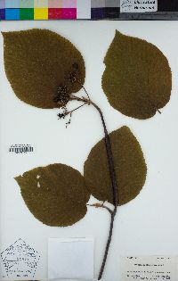 Viburnum lantanoides image