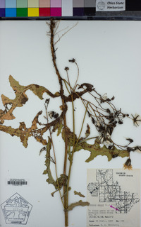 Sonchus asper image