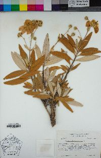 Carpenteria californica image
