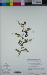 Vicia villosa subsp. varia image