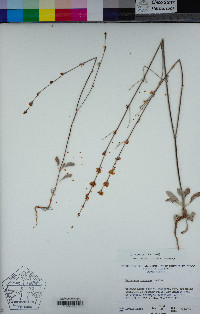 Eriogonum roseum image