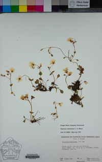 Image of Claytonia sarmentosa