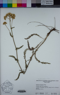 Achillea millefolium image