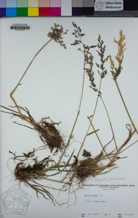 Agrostis stolonifera image