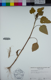 Xanthium strumarium image