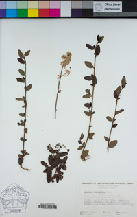 Ceanothus thyrsiflorus image