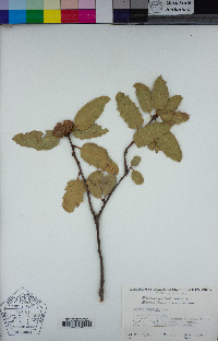 Quercus agrifolia image