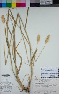 Phalaris aquatica image