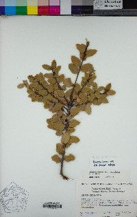 Quercus berberidifolia image