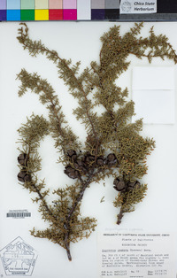 Hesperocyparis pygmaea image