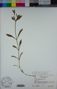 Silene laciniata subsp. californica image