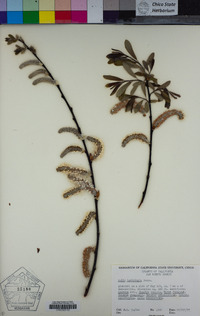 Salix lasiolepis image