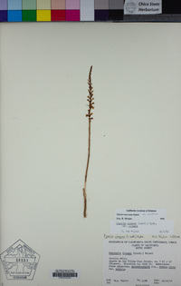 Piperia transversa image