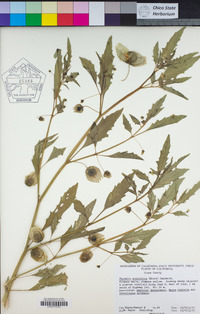 Physalis acutifolia image