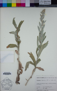 Artemisia ludoviciana subsp. candicans image