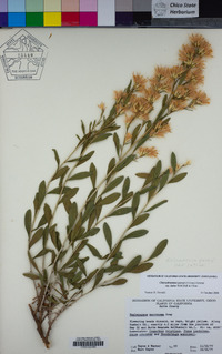 Ericameria parryi var. latior image