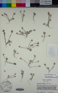 Ancistrocarphus filagineus image