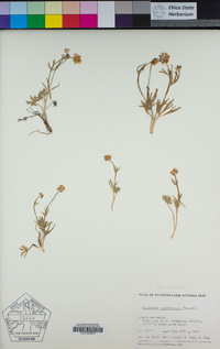 Ranunculus eschscholtzii image