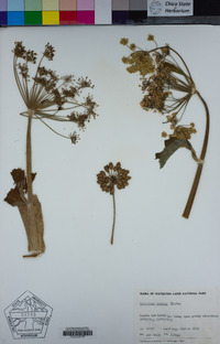 Heracleum maximum image