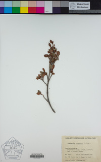 Shepherdia canadensis image