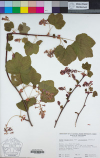 Ribes sanguineum image