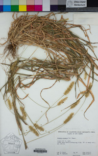 Setaria pumila image