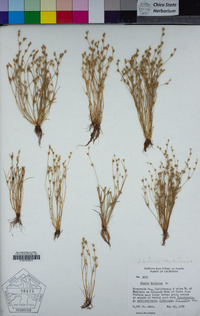 Juncus bufonius image