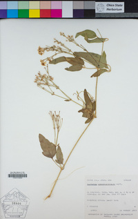 Clematis ligusticifolia image