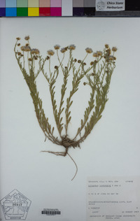 Erigeron divergens image