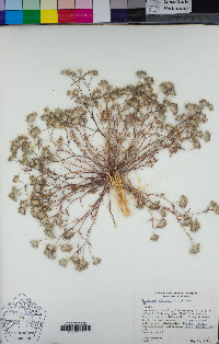 Eriastrum diffusum image