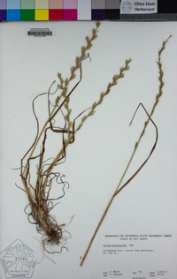 Festuca perennis image