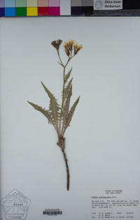 Crepis occidentalis image