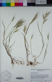 Bromus madritensis image