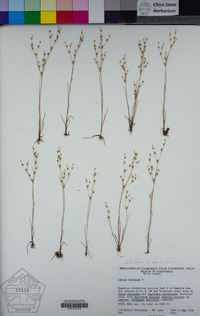 Juncus bufonius var. bufonius image