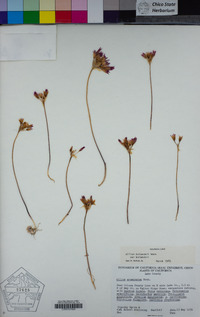 Allium bolanderi var. bolanderi image
