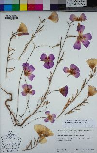 Clarkia amoena image