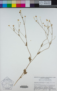 Ranunculus occidentalis var. occidentalis image