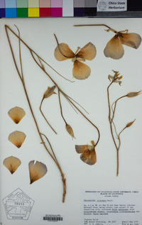 Calochortus splendens image