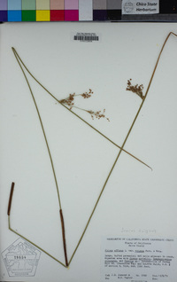 Juncus exiguus image