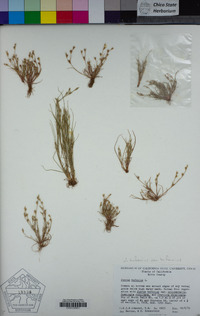 Juncus bufonius var. bufonius image