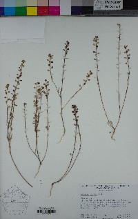 Lepidium nitidum image